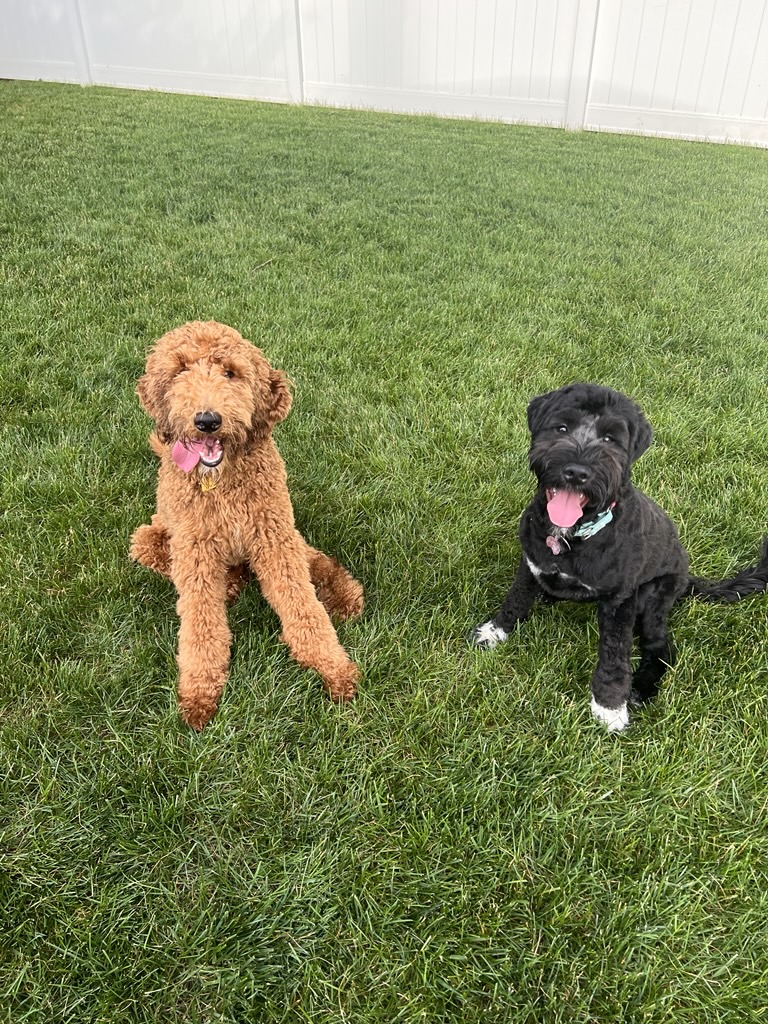 doggies